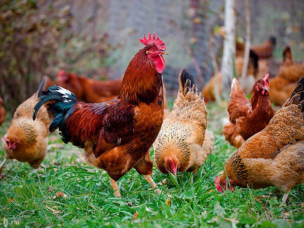 Породы куриц | ЗооТом - продажа, вязка и услуги для животных в Никольском
