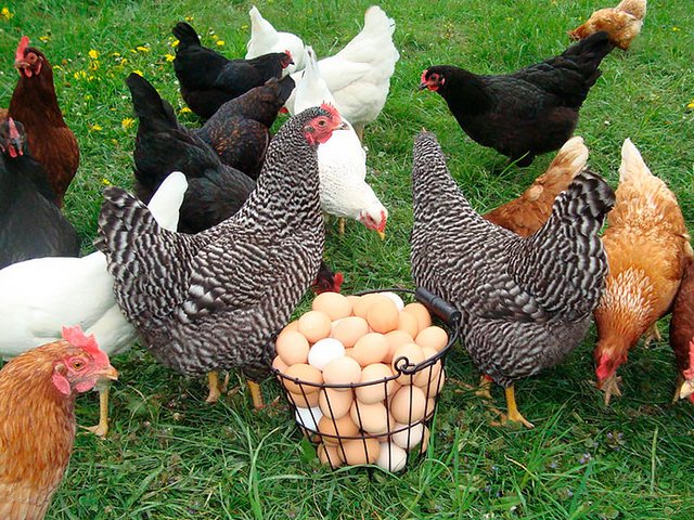 Содержание кур и уход за ними | ЗооТом - продажа, вязка и услуги для животных в Никольском