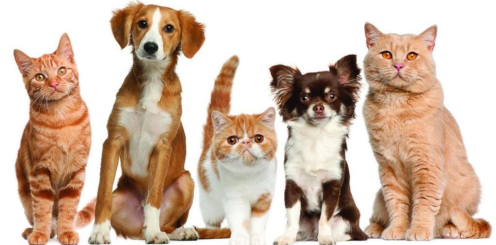 Доска объявлений о животных | ЗооТом - продажа, вязка и услуги для животных в Никольском