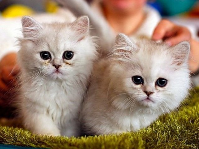 Породы кошек в Никольском | ЗооТом портал о животных
