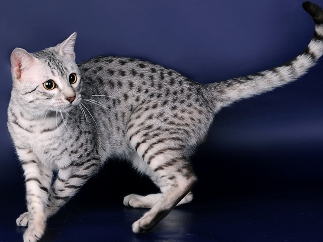 Породы кошек в Никольском | ЗооТом портал о животных