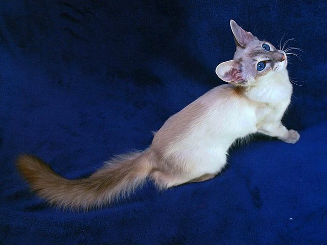 Выведенные породы кошек в Никольском | ЗооТом портал о животных