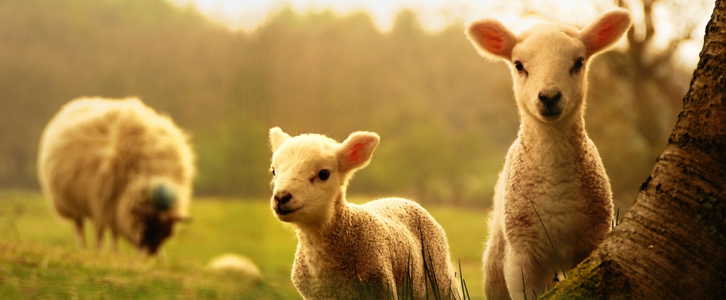 Объявления о сельскохозяйственных животных | ЗооТом - продажа, вязка и услуги для животных в Никольском