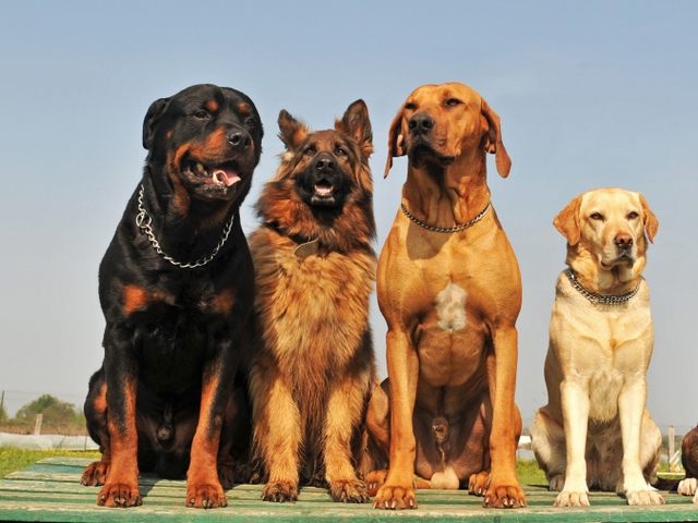 Крупные породы собак в Никольском | ЗооТом портал о животных