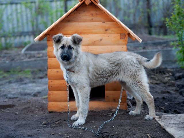 Все о собаках в Никольском Все о собаках в Никольском